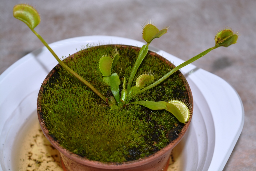 kramatorsk vistavka rasteniy 9