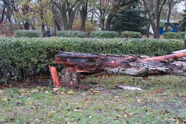 upalo derevo kramatorsk 3