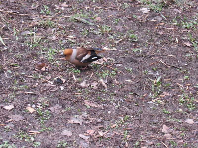 kramatorsk ptisha.jpg1