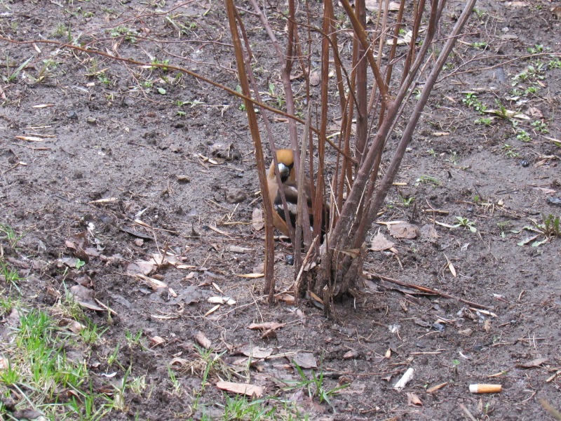 kramatorsk ptisha.jpg3