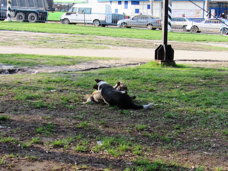 kramatorsk gazoni.JPG1