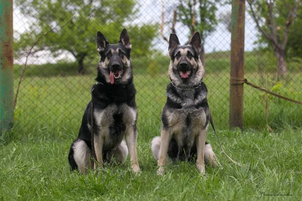 vistavka sobak v kramatorske 1