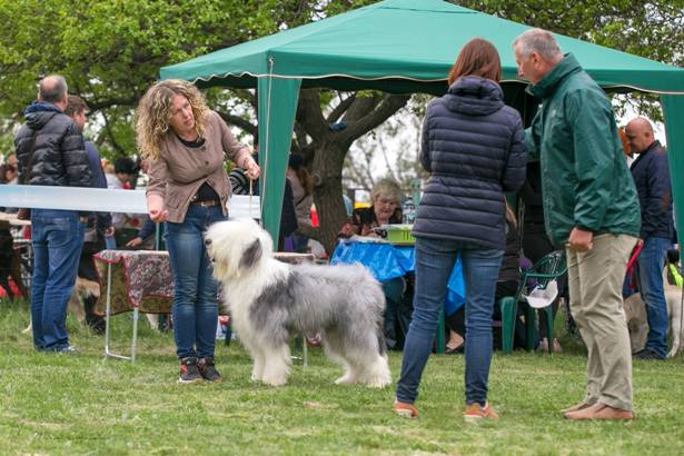 vistavka sobak v kramatorske 4