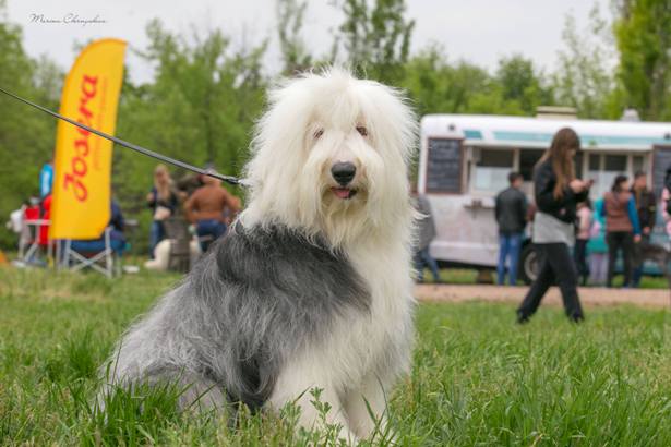 vistavka sobak v kramatorske 5