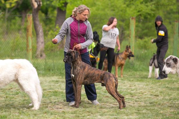 vistavka sobak v kramatorske 8