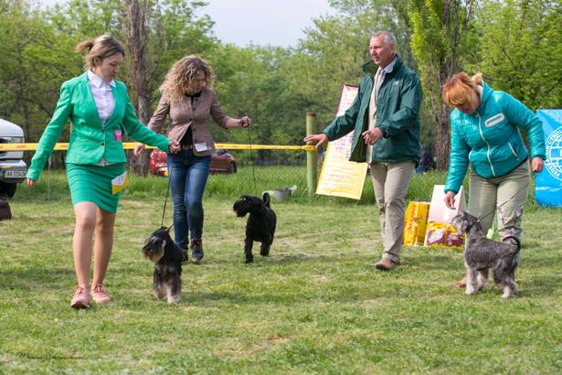 vistavka sobak v kramatorske 9