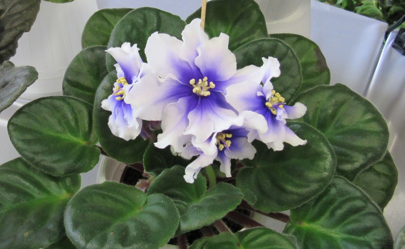 vyistavka fialok kramatorsk.JPG1