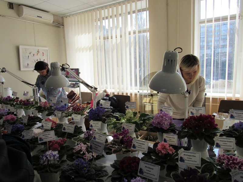 vyistavka fialok kramatorsk.JPG2