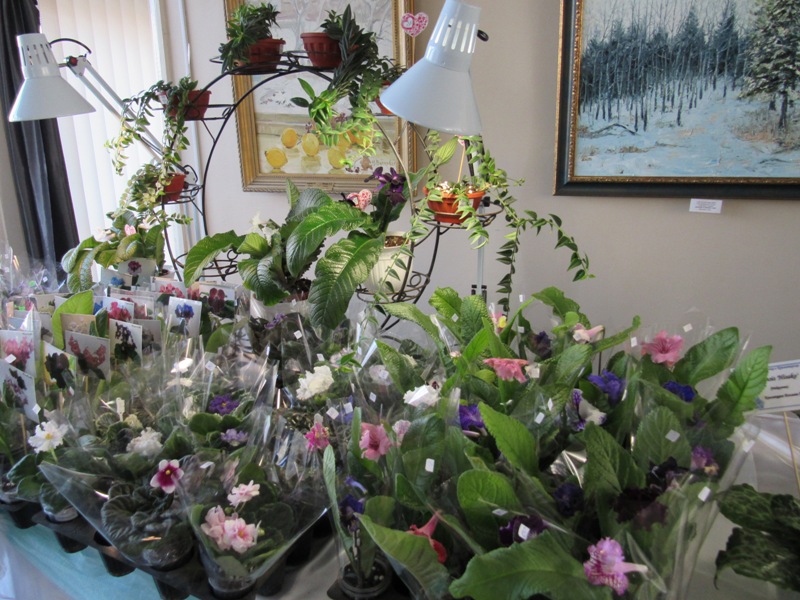 vyistavka fialok kramatorsk.JPG3