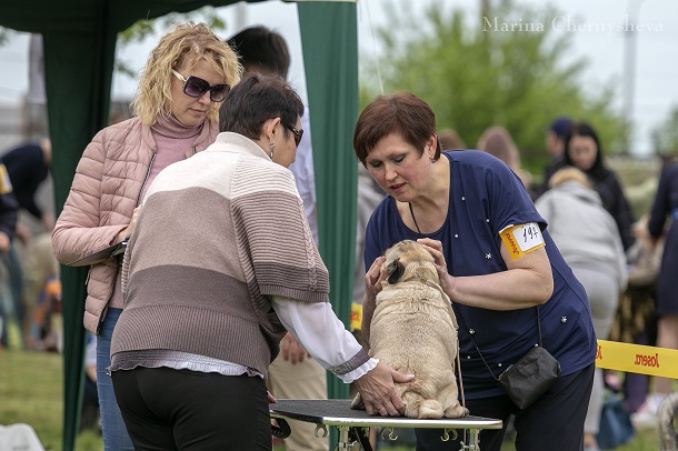 V Kramatorske proshla Vseukrainskaja vystavka sobak ranga SAS UA 1