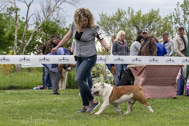 V Kramatorske proshla Vseukrainskaja vystavka sobak ranga SAS UA 2
