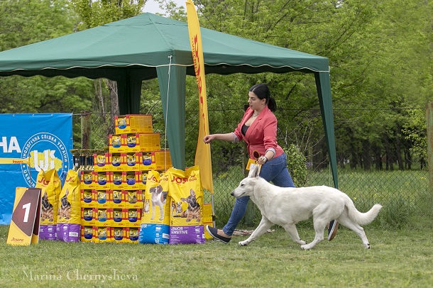 V Kramatorske proshla Vseukrainskaja vystavka sobak ranga SAS UA 5