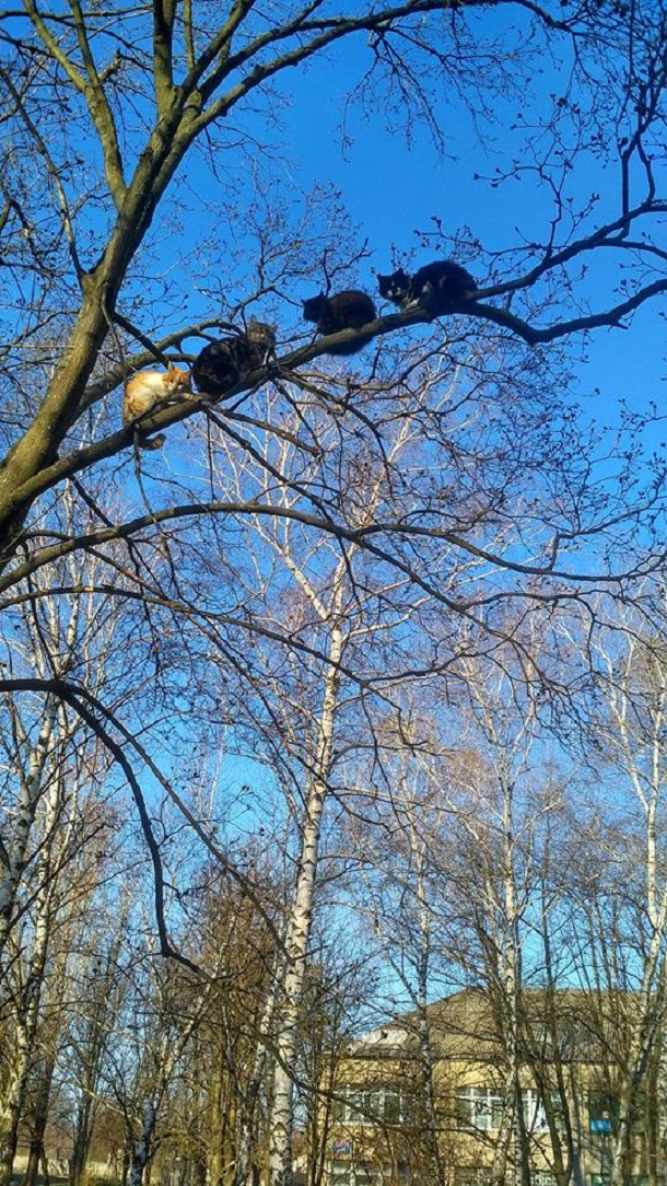 56582258 558527364637337 954322663516405760 n