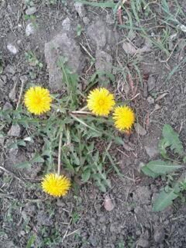 56679267 132720787864011 7054142831996174336 n