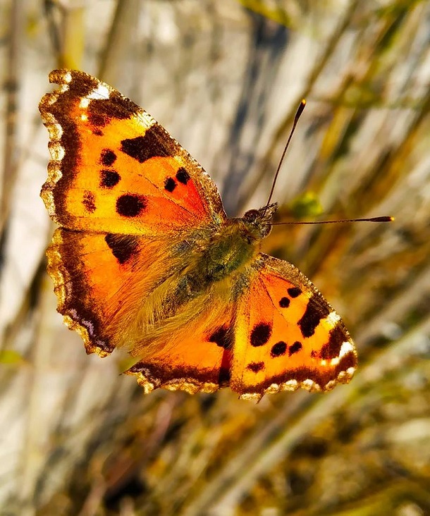 56823405 2391143214501189 6962723649941929984 n