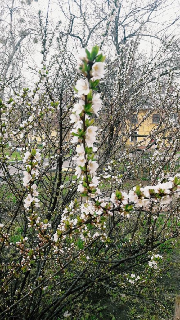 56980620 1196036470558927 1896542371185688576 n