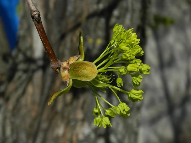 57160042 2242601125991444 1362168381372891136 n