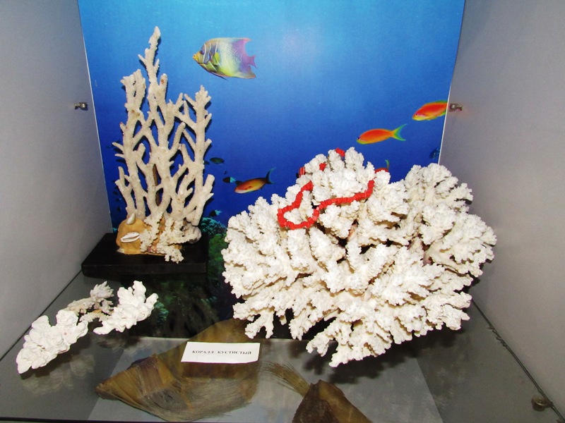 vystavka rakushek kramatorsk.jpg1