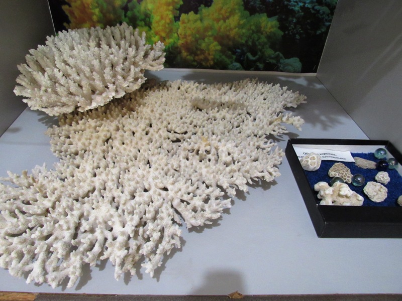 vystavka rakushek kramatorsk.jpg2