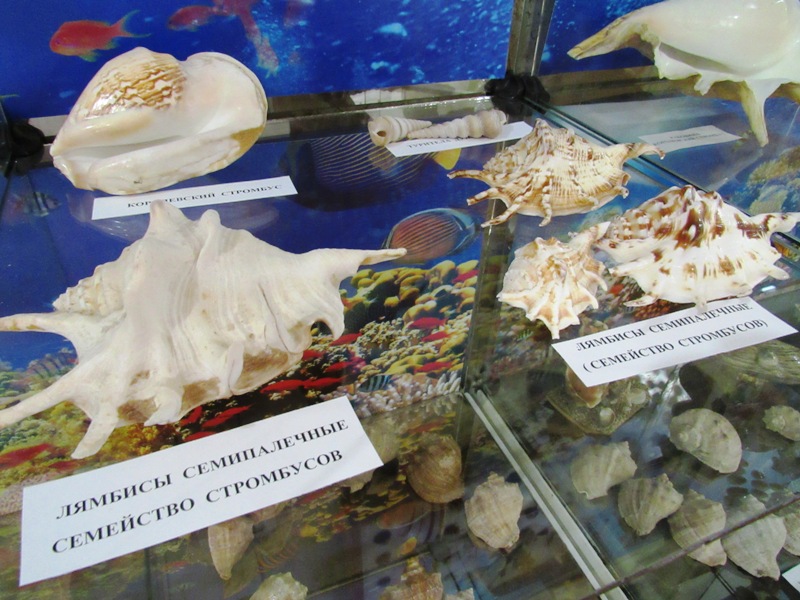 vystavka rakushek kramatorsk.jpg3