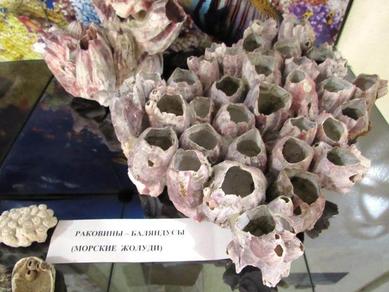 vystavka rakushek kramatorsk.jpg4