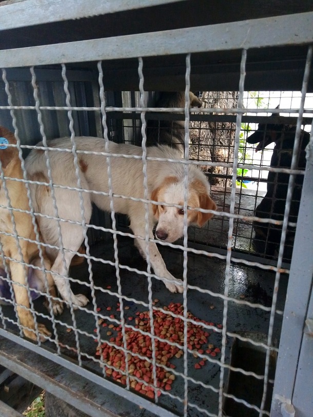 V Kramatorske ZooKontrol spas sobaku upavshuju v kanalizacionnyj ljuk 1