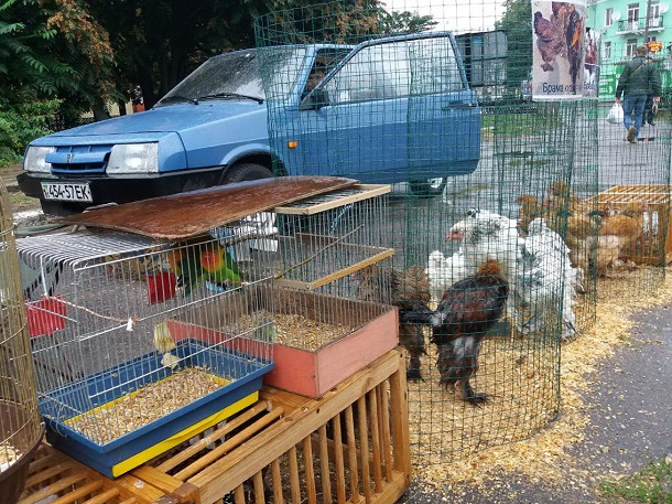 V Kramatorske na vystavke ptic mozhno kupit pavlina 1