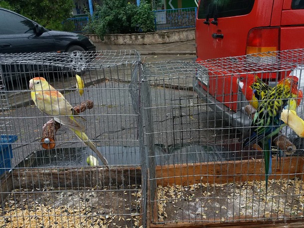 V Kramatorske na vystavke ptic mozhno kupit pavlina 2