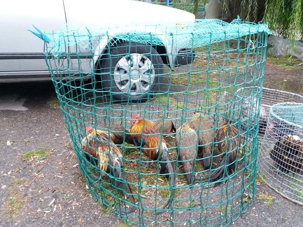 V Kramatorske na vystavke ptic mozhno kupit pavlina 3