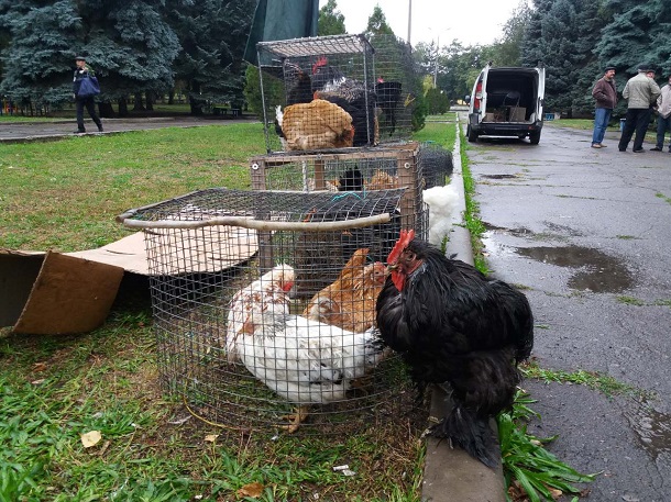 V Kramatorske na vystavke ptic mozhno kupit pavlina 5