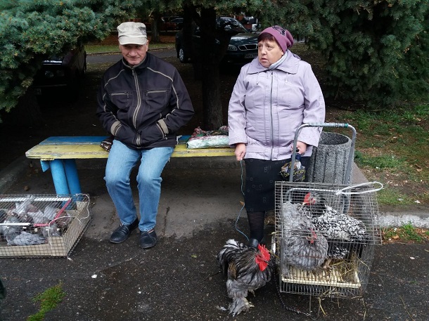 V Kramatorske na vystavke ptic mozhno kupit pavlina 6