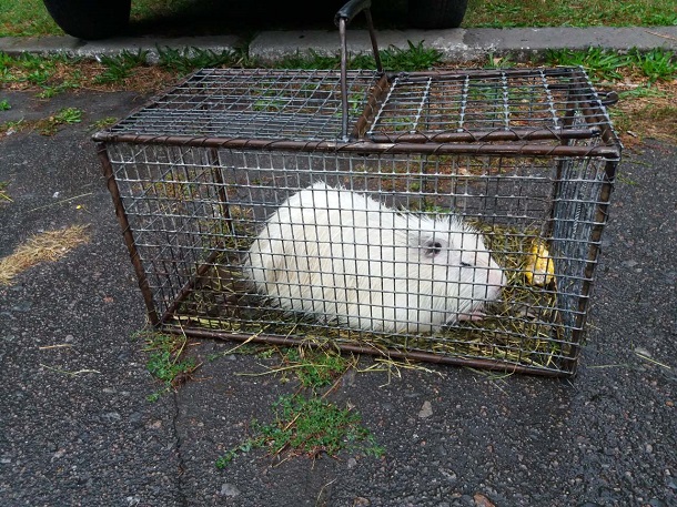 V Kramatorske na vystavke ptic mozhno kupit pavlina 7