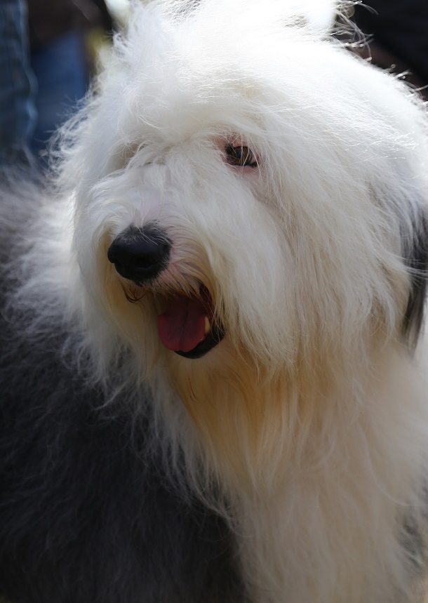 V Kramatorske proshla vystavka sobak gorodskogo otdelenija KSU 12