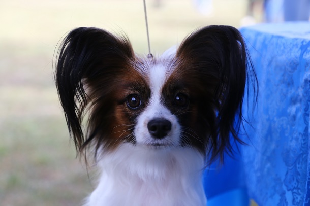 V Kramatorske proshla vystavka sobak gorodskogo otdelenija KSU 7