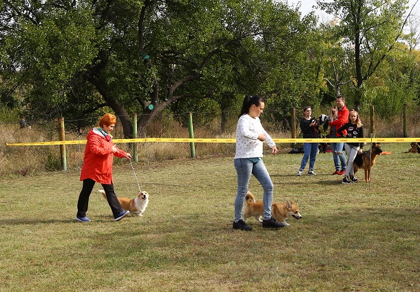 V Kramatorske proshla vystavka sobak gorodskogo otdelenija KSU 8