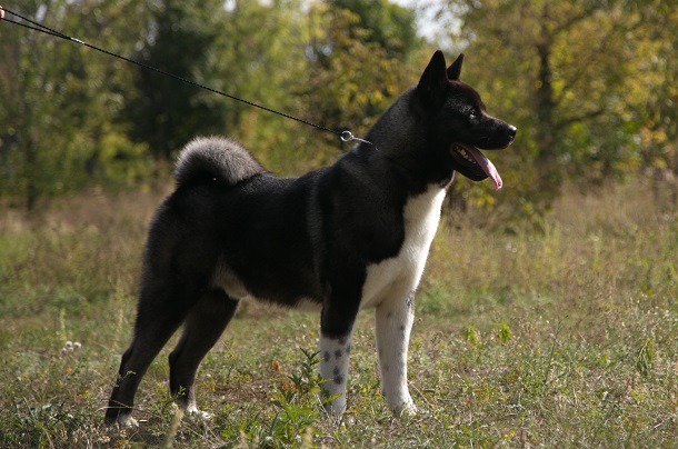 V Kramatorske proshla vystavka sobak gorodskogo otdelenija KSU 9