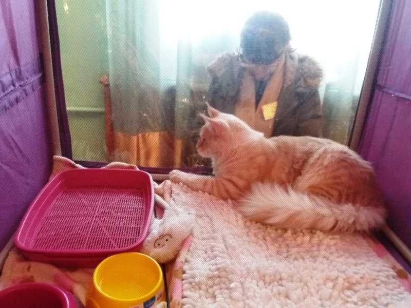 vystavka koshek kramatorsk 20192