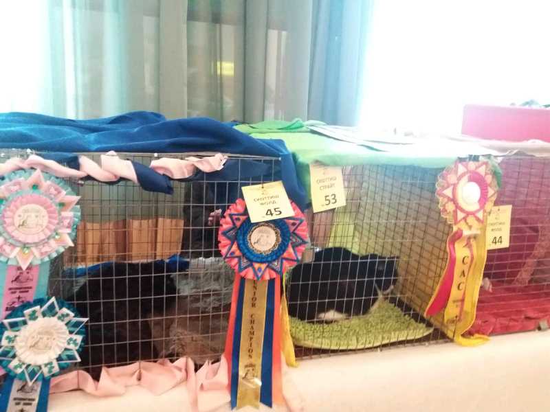 vystavka koshek kramatorsk 20193