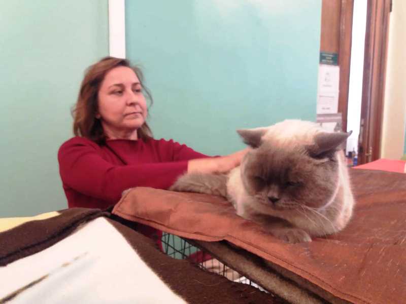 vystavka koshek kramatorsk 20194