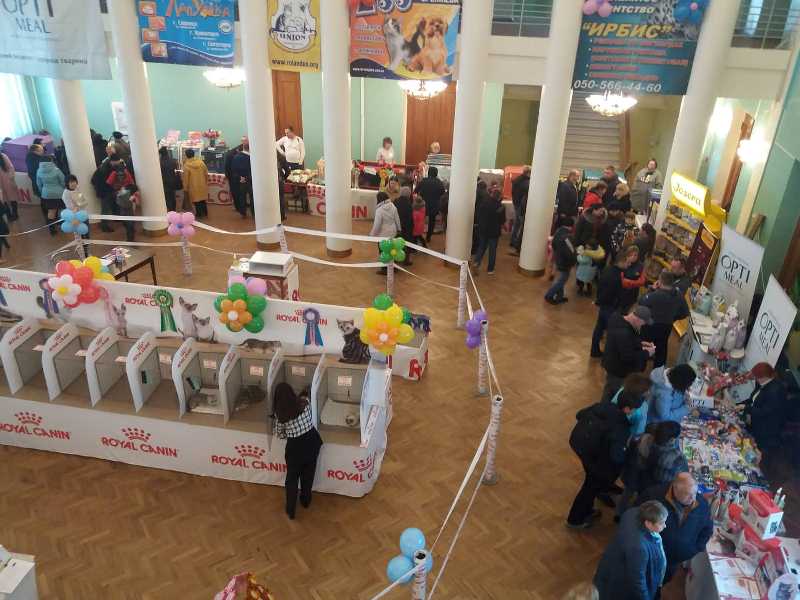 vystavka koshek kramatorsk 20197