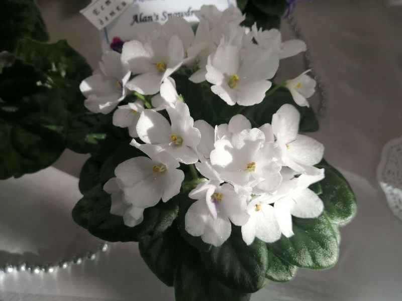 vystavka fialok oktjabr kramatorsk3