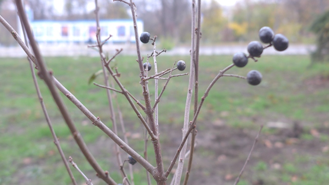 ozelenenije kramatorsk 1