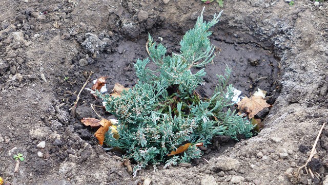 ozelenenije kramatorsk 6