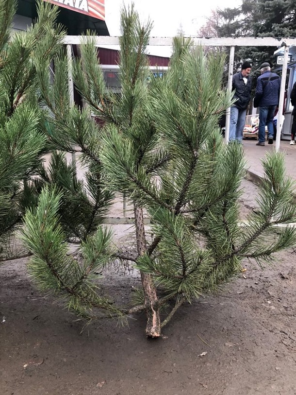 V Kramatorske otkrylsja elochnyj bazar 1