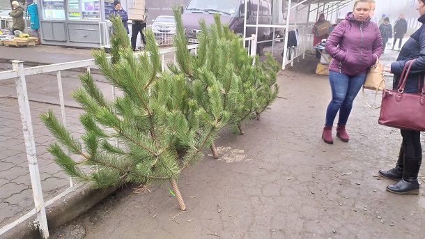 V Kramatorske otkrylsja elochnyj bazar 2