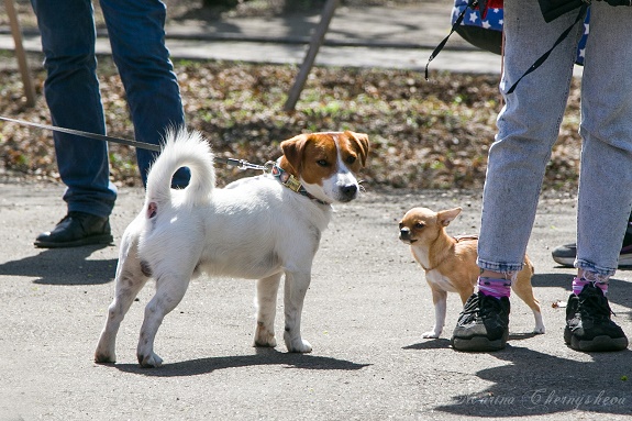 IMG 2244