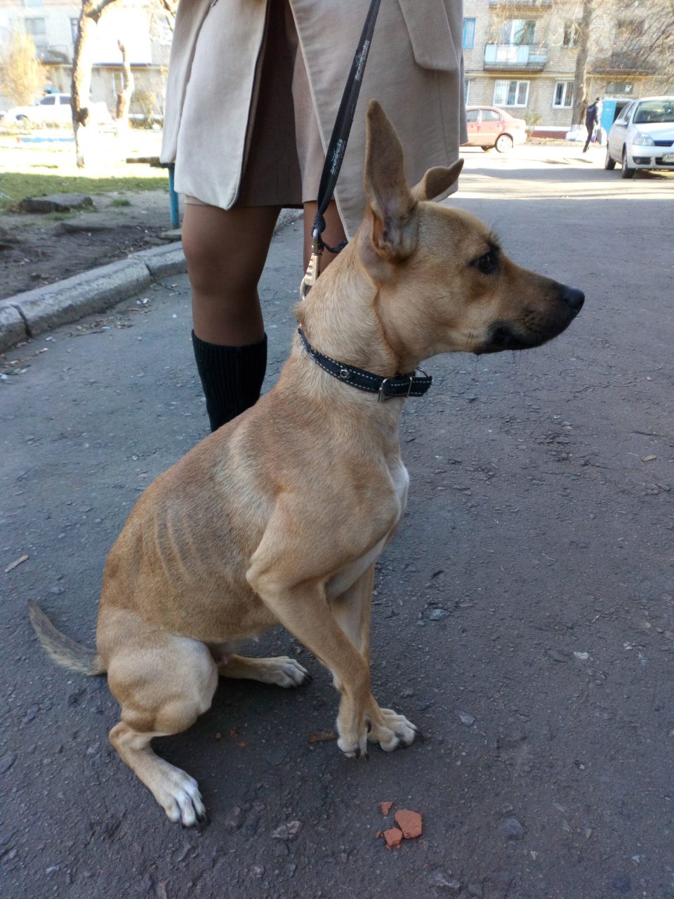 V Kramatorske sobaka dovedennaja do istoshhenija umerla pod kapelnicej 2