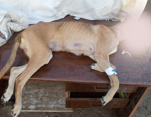 V Kramatorske sobaka dovedennaja do istoshhenija umerla pod kapelnicej 438