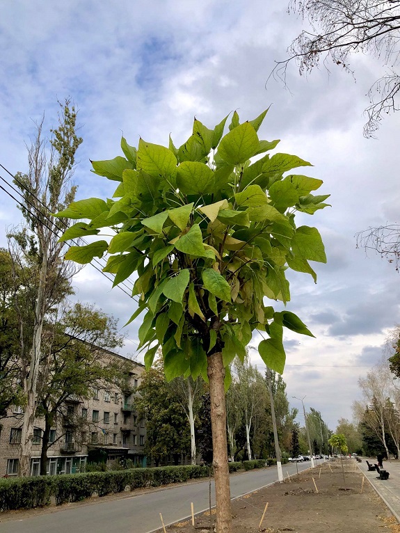 V Kramatorske v ramkah rekonstrukcii ulicy Mashinostroitelej vysazhivajut novye derevja 3