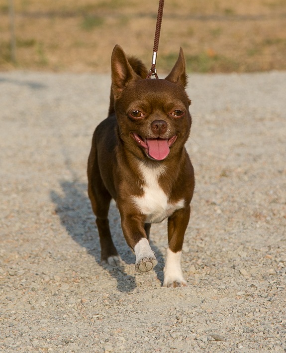 V Kramatorske za zvanie chempionov borolis predstaviteli mnogochislennyh sobachih porod 7
